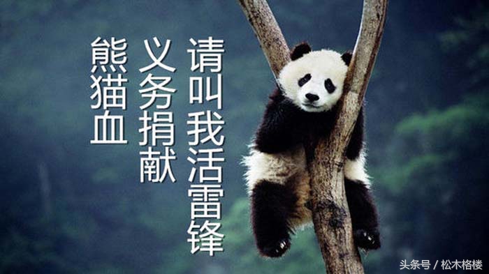 rh阴性熊猫血事件科普,熊猫血rh突然变阳性是怎么回事