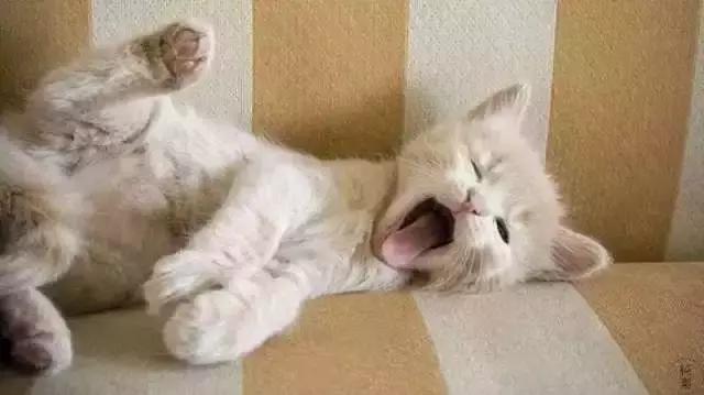 养猫家里异味怎么处理,租房养猫搬走如何消除异味