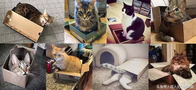 以静制动一招制敌,抓到一只猫如何让它平静下来