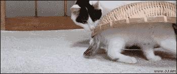 以静制动一招制敌,抓到一只猫如何让它平静下来