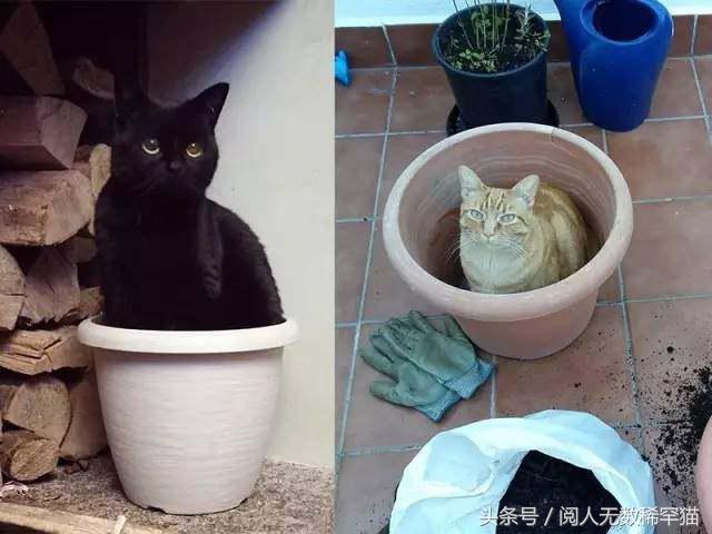 以静制动一招制敌,抓到一只猫如何让它平静下来