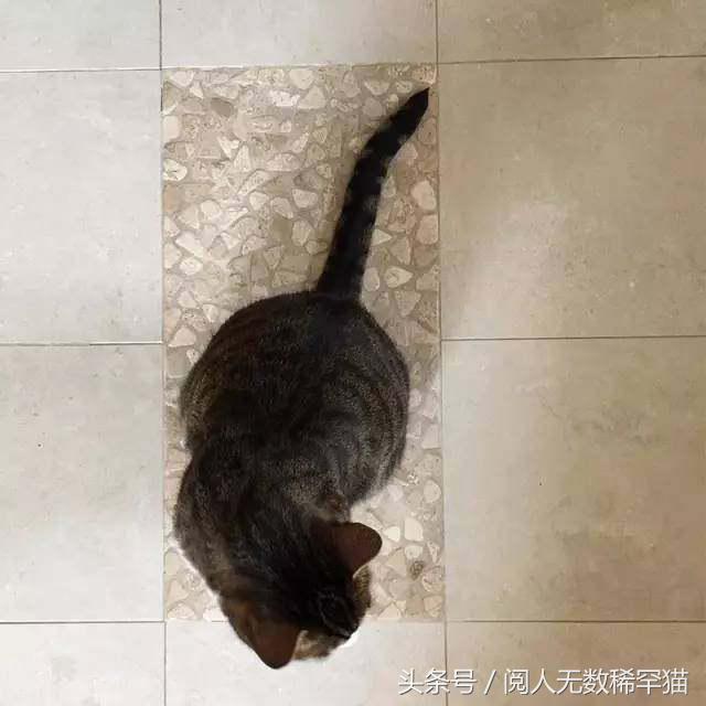 以静制动一招制敌,抓到一只猫如何让它平静下来
