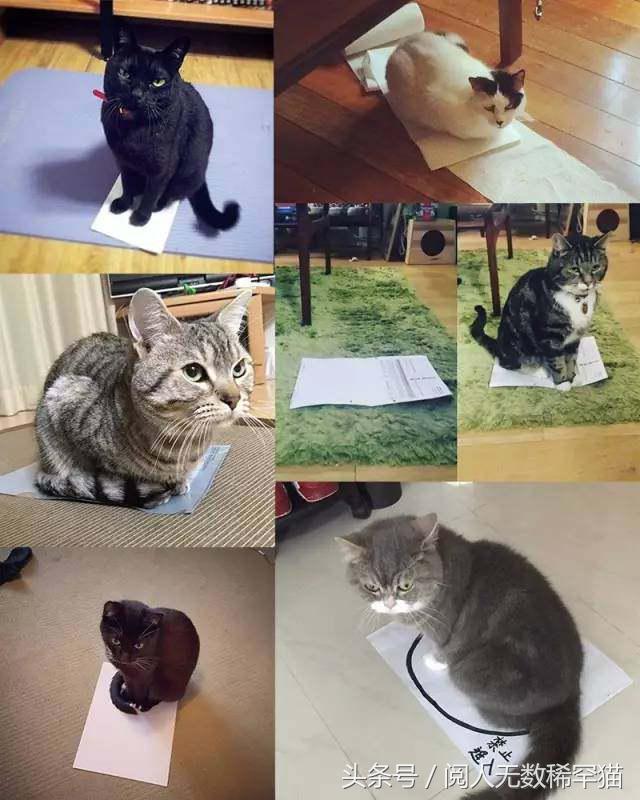 以静制动一招制敌,抓到一只猫如何让它平静下来