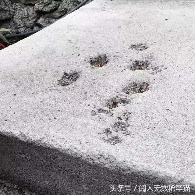 以静制动一招制敌,抓到一只猫如何让它平静下来