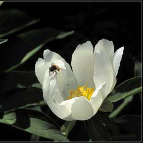 这些花不仅好看还可以做药材？一物多用，第8个还可以治高血压！