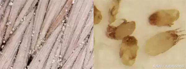 夏天凉席买哪一种材质好,夏季凉席选啥样的最好