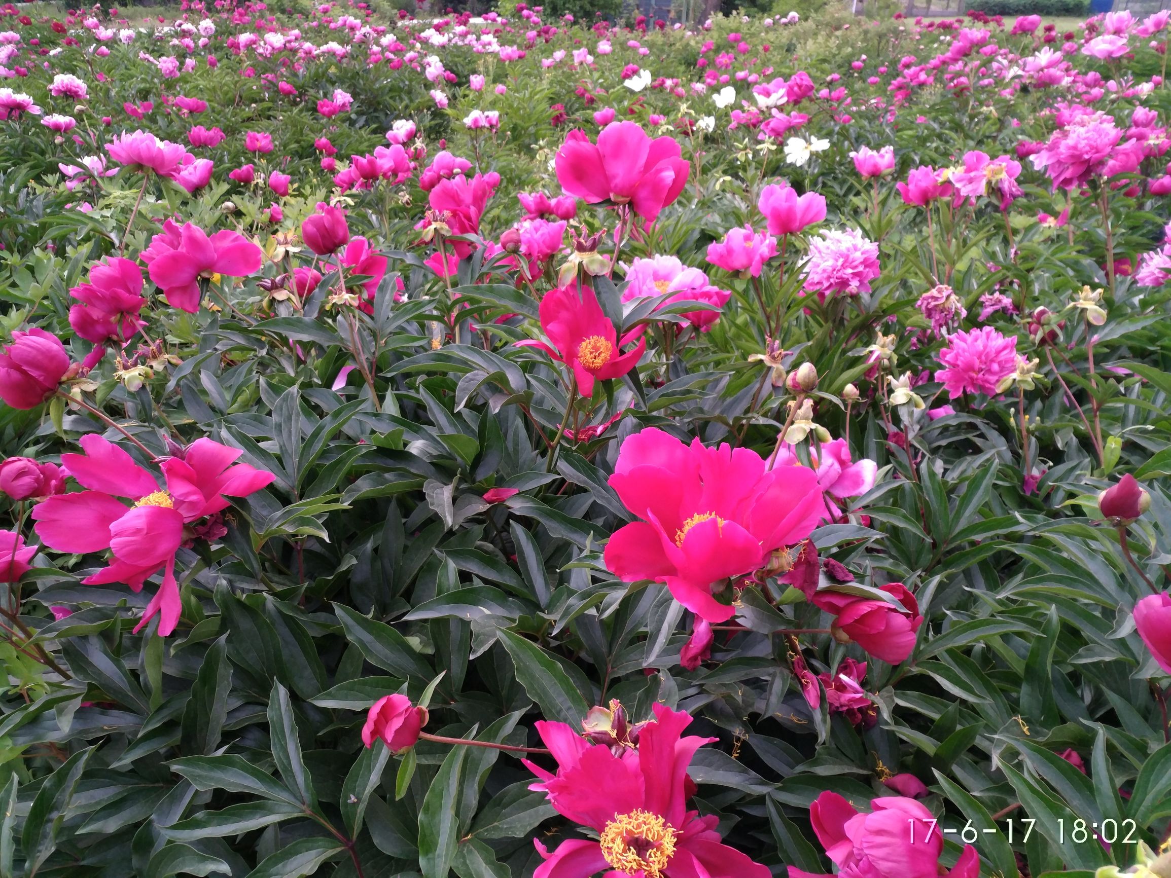 牡丹江市一中清华,牡丹江一中历届省市第一名