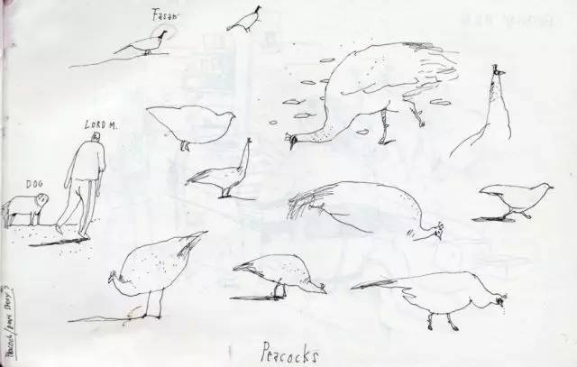 树丛｜大眼睛小眼珠，呆萌可爱舍夫勒