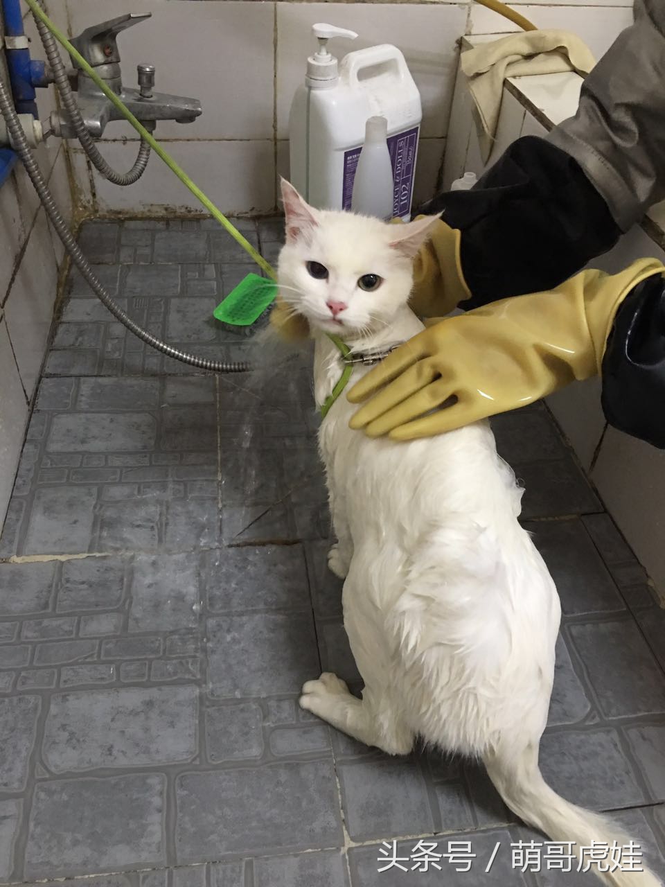 猫咪被剃毛的搞笑样子,被剃毛后的猫咪有多搞笑