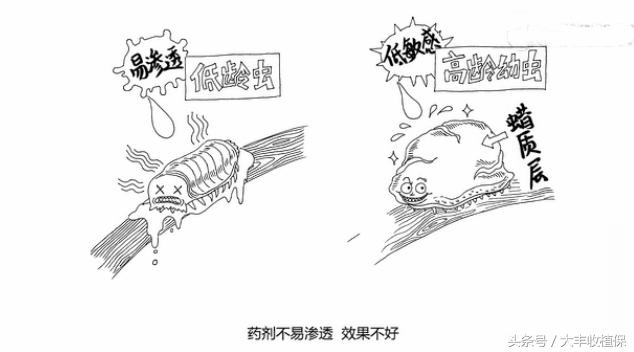 柑橘介壳虫的危害严重,柑橘介壳虫怎么消灭最简单的方法