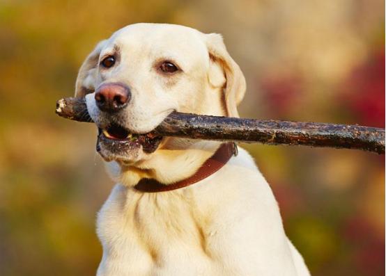 被狗狗咬了该怎么处理,被狗狗咬了要注意哪些事项