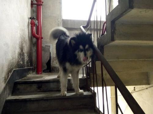 阿拉斯加被主人锁在楼梯间，不停发出哀怨的叫声，让人听得心生凄凉