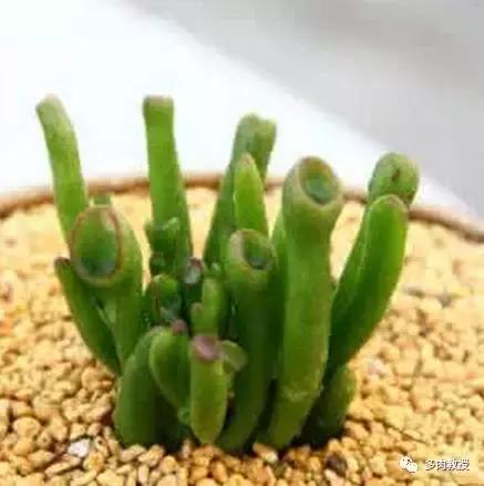 6种名字充满趣味性的多肉,推荐八种高颜值多肉好看又好养