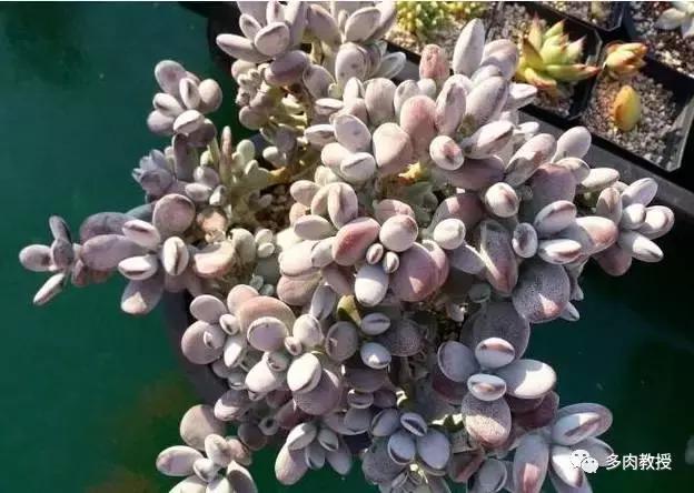 6种名字充满趣味性的多肉,推荐八种高颜值多肉好看又好养