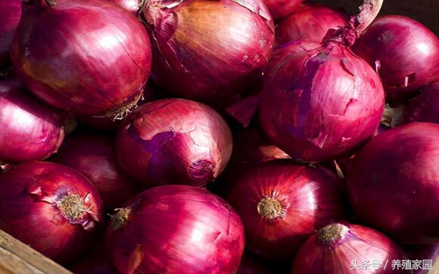 鸡白痢最快最好的治疗方法,鸡病白痢怎么治