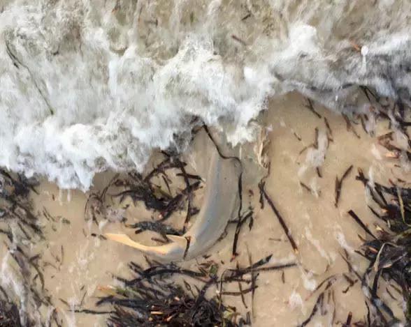 西澳珀斯游记,西澳游记攻略