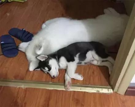 萨摩和哈士奇怎么相处,哈士奇打架萨摩