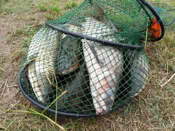 “*战野**”你到底会不要？是不是一直在孤战？