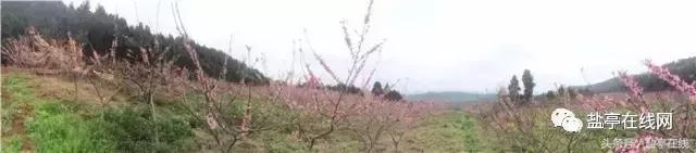 林农奇骏农业这里的桃子吃起来就像小时候的味道，忘不了……