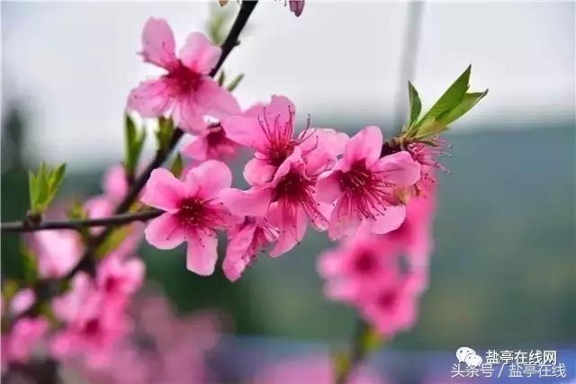 林农奇骏农业这里的桃子吃起来就像小时候的味道，忘不了……