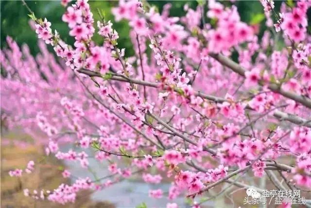 林农奇骏农业这里的桃子吃起来就像小时候的味道，忘不了……