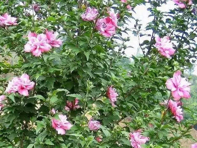 三色木槿的养殖方法和注意事项,木槿和三角梅哪个好养活