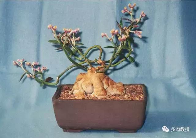 6种名字充满趣味性的多肉,推荐八种高颜值多肉好看又好养