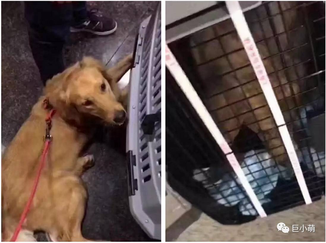 狗狗空运可以不跟机吗,狗狗托运哪个更安全