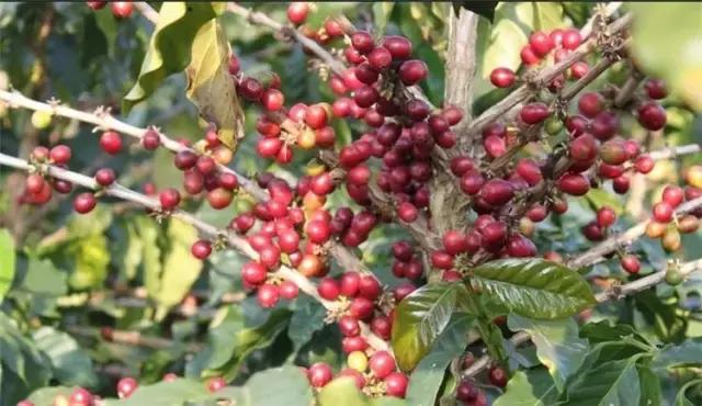 1201の“豆”游世界咖啡中的贵族——危地马拉