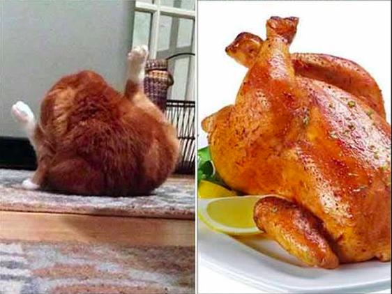 猫最像人的照片,和猫撞脸的人