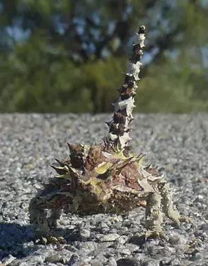 西澳珀斯游记,西澳游记攻略