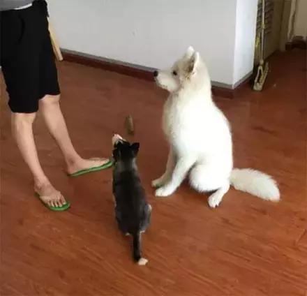 萨摩和哈士奇怎么相处,哈士奇打架萨摩