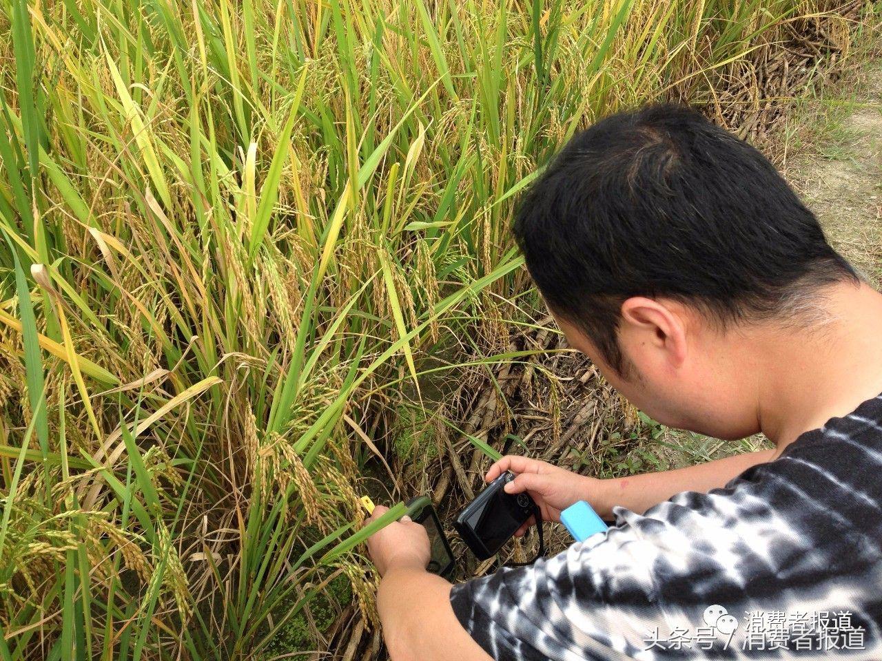 大米的种类及区别,大米的知识您到底了解多少