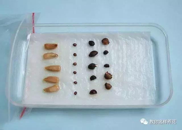 西瓜种子怎么育苗长得快,什么种子最好种长得快