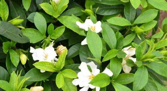 栀子花黄叶怎么补救最快,栀子花黄叶了怎么补救