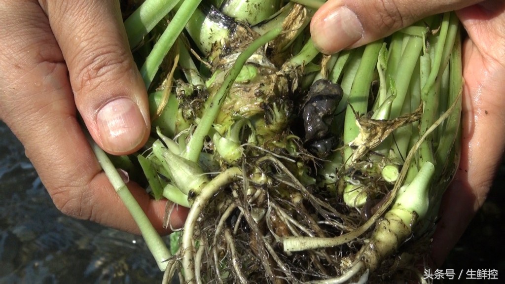 刺身中山葵酱好还是芥末好,山葵酱和芥末的区别是什么