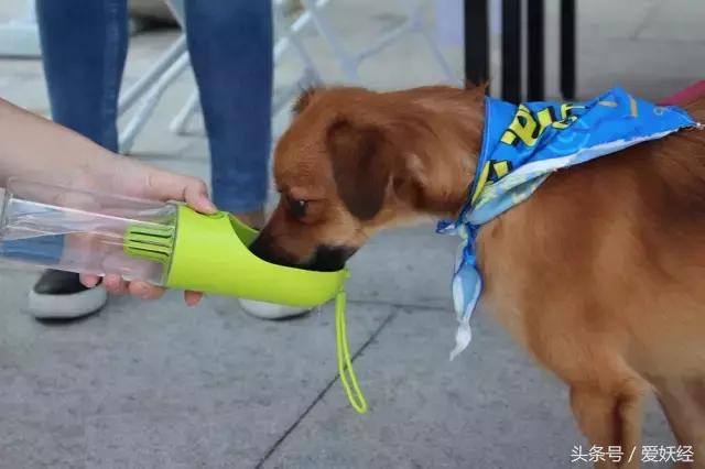 爱妖经｜面对爱妖经满是套路的测评手段，小佩随行杯经受住考验了吗？