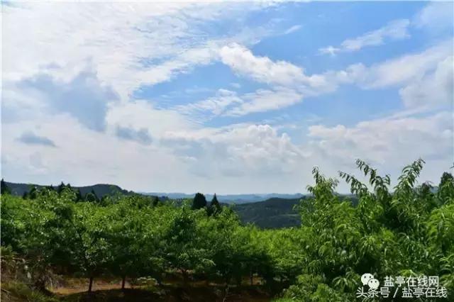 林农奇骏农业这里的桃子吃起来就像小时候的味道，忘不了……
