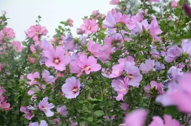 三色木槿的养殖方法和注意事项,木槿和三角梅哪个好养活