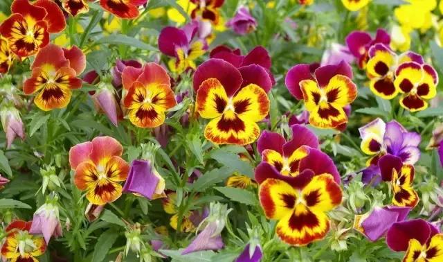 三色木槿的养殖方法和注意事项,木槿和三角梅哪个好养活