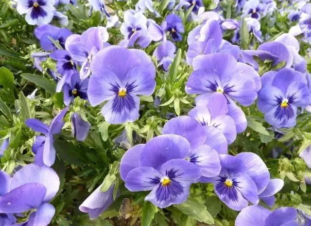 三色木槿的养殖方法和注意事项,木槿和三角梅哪个好养活