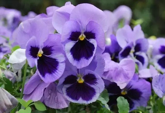 三色木槿的养殖方法和注意事项,木槿和三角梅哪个好养活