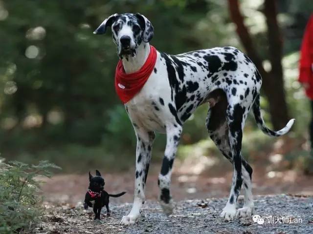 给狗狗补充营养吃哪种狗粮好,幼犬狗狗吃什么狗粮比较好