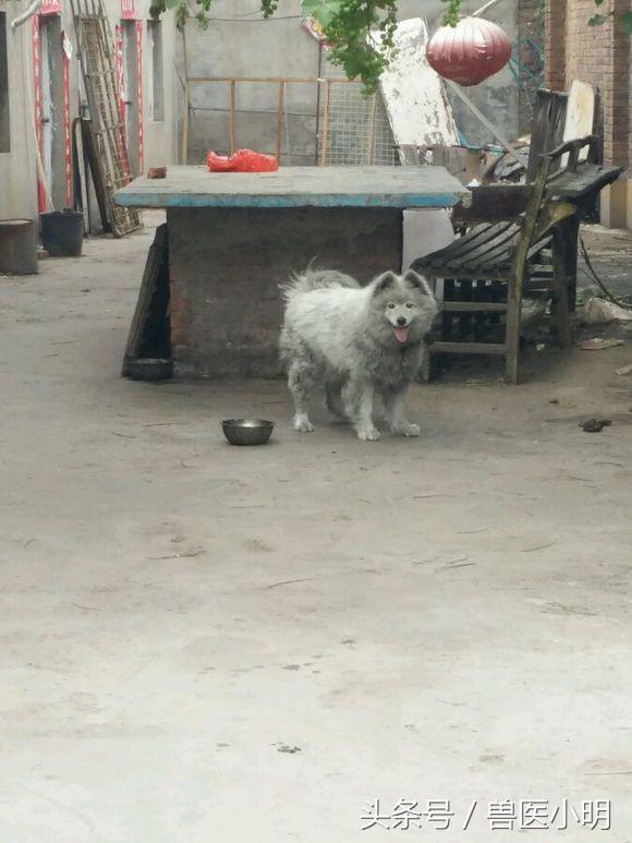 在路边看到一只萨摩耶,女子在路边偶遇一只萨摩耶