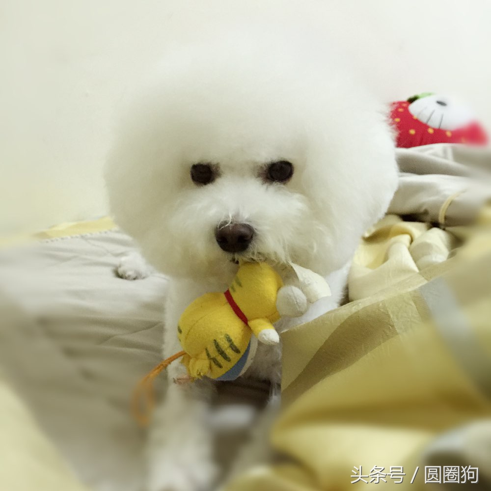 名犬比熊犬价格,世界名犬泰迪犬