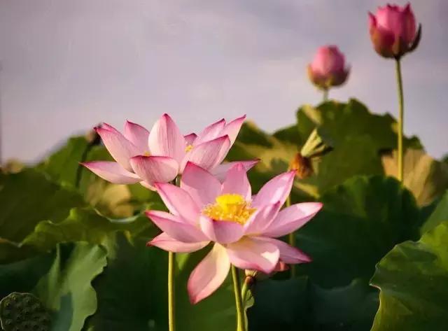 金华十大赏花景点排名,金华荷花景点大全