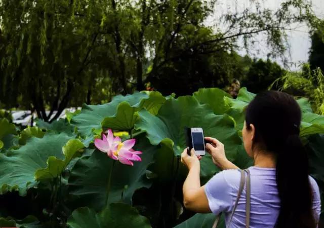金华十大赏花景点排名,金华荷花景点大全