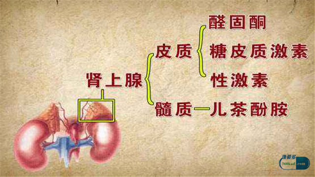 肾上腺肿瘤是怎么治疗,肾上腺肿瘤是怎么得的