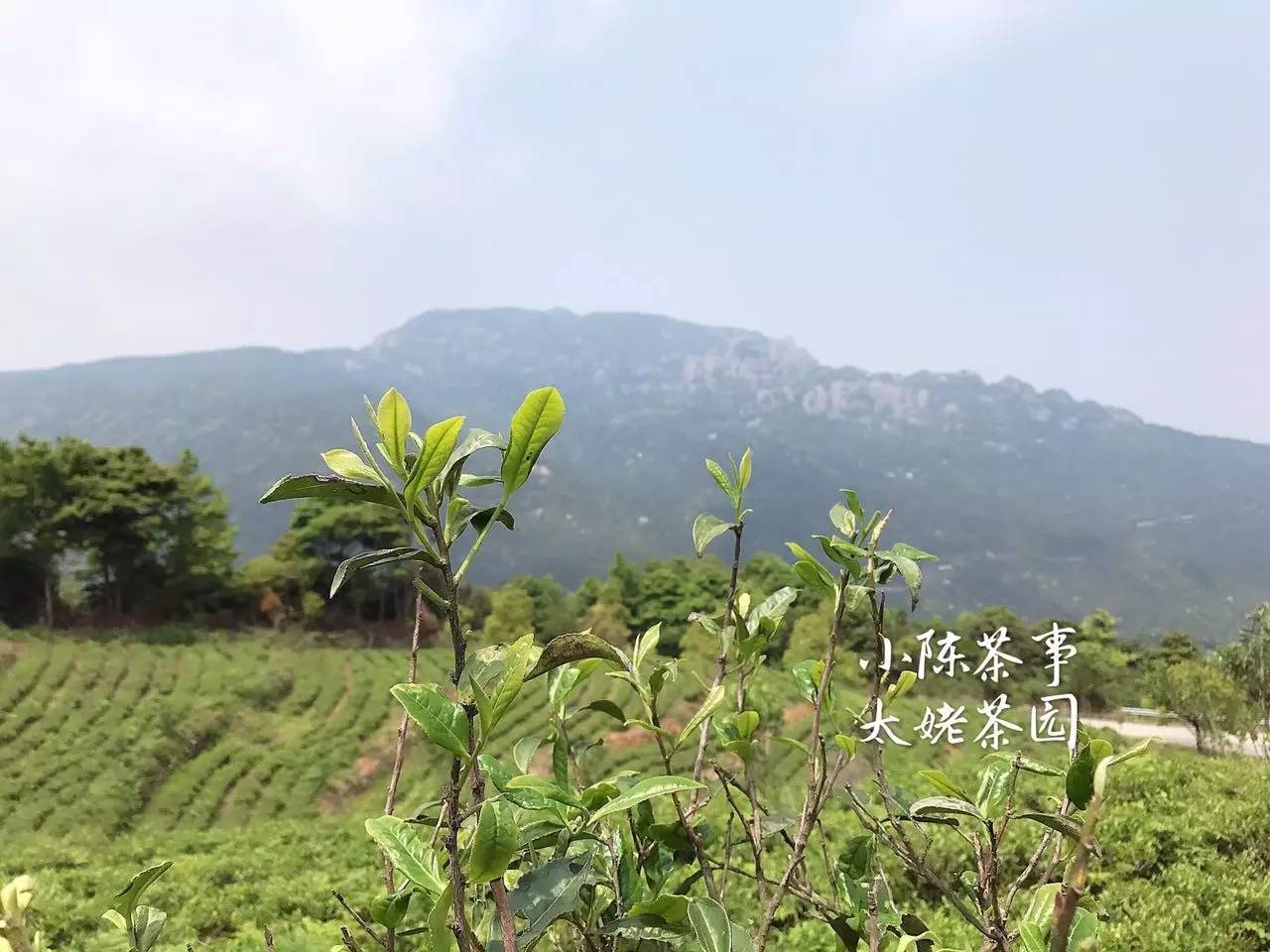 新人买白茶从3个方面入手可避坑,新手入门怎么买白茶杯好