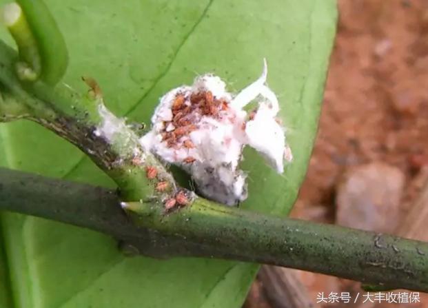 柑橘介壳虫的危害严重,柑橘介壳虫怎么消灭最简单的方法